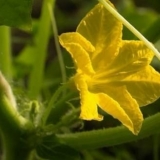 Prazni krastavci: šta učiniti